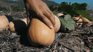 recogida calabaza marina alta